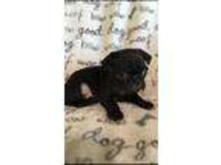 Pug Puppy for sale in Palestine, TX, USA