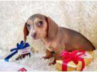 Dachshund Puppy for sale in Sartell, MN, USA