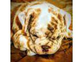 Olde English Bulldogge Puppy for sale in Baker City, OR, USA