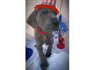 Great Dane Puppy for sale in Gulf Shores, AL, USA