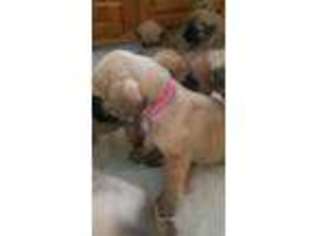 Mastiff Puppy for sale in Cobden, IL, USA
