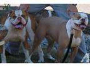 American Bulldog Puppy for sale in BREMERTON, WA, USA