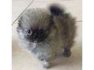 Pomeranian Puppy for sale in Homestead, FL, USA