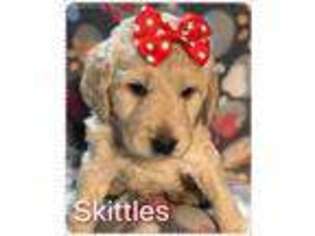 Labradoodle Puppy for sale in Lampasas, TX, USA