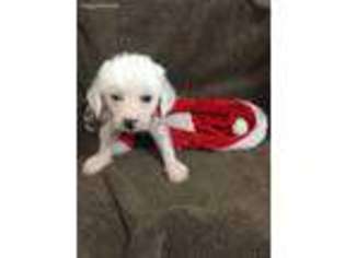 Chinese Crested Puppy for sale in Elkins, AR, USA
