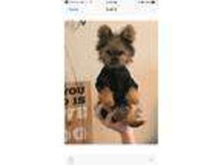 Yorkshire Terrier Puppy for sale in Gurnee, IL, USA