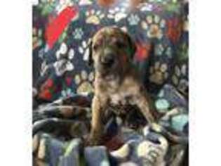 Great Dane Puppy for sale in Elmira, NY, USA