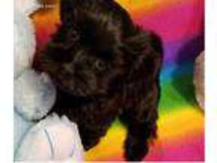 Havanese Puppy for sale in Richwood, OH, USA