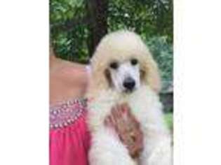 Mutt Puppy for sale in GRAYVILLE, IL, USA