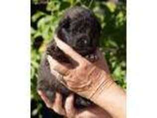 Belgian Tervuren Puppy for sale in Unknown, , USA
