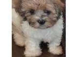 Cavapoo Puppy for sale in Purvis, MS, USA