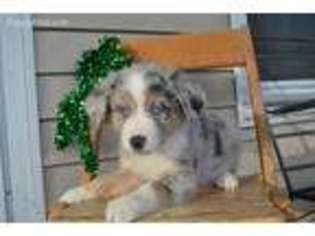 Miniature Australian Shepherd Puppy for sale in Sweet Springs, MO, USA