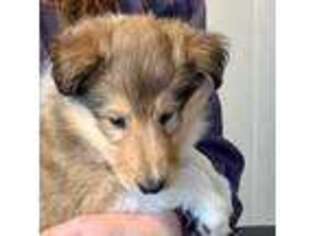 Collie Puppy for sale in Voluntown, CT, USA