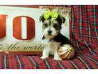 Yorkshire Terrier Puppy for sale in Williamsville, MO, USA