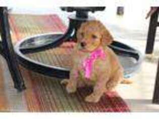 Labradoodle Puppy for sale in Ville Platte, LA, USA