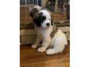 Saint Berdoodle Puppy for sale in Friendsville, TN, USA