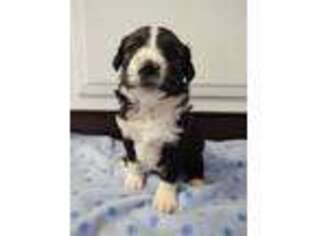 Mutt Puppy for sale in Quinter, KS, USA