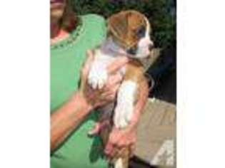 Boxer Puppy for sale in ALIQUIPPA, PA, USA