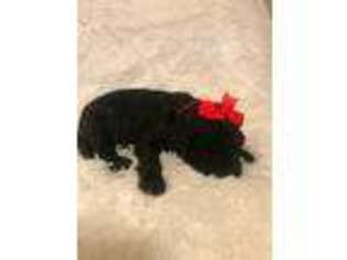 Labradoodle Puppy for sale in Taft, TN, USA