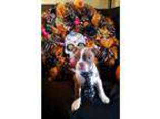 Boston Terrier Puppy for sale in Fresno, CA, USA