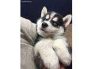 Alaskan Klee Kai Puppy for sale in Sterling, KS, USA
