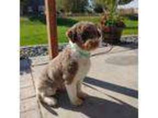 Portuguese Water Dog Puppy for sale in Parma, ID, USA