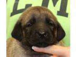 Anatolian Shepherd Puppy for sale in Knoxville, TN, USA