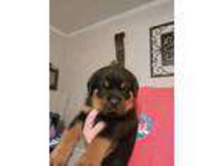 Rottweiler Puppy for sale in Prattville, AL, USA