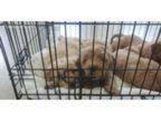 Goldendoodle Puppy for sale in Thorndike, ME, USA