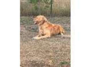 Golden Retriever Puppy for sale in Post Falls, ID, USA