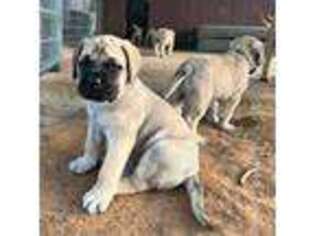 Mastiff Puppy for sale in Pearsall, TX, USA