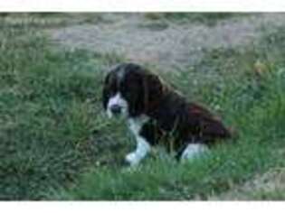 English Springer Spaniel Puppy for sale in Chappells, SC, USA