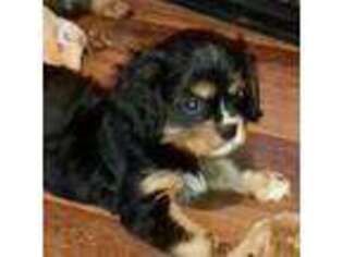 Cavalier King Charles Spaniel Puppy for sale in Dunnellon, FL, USA