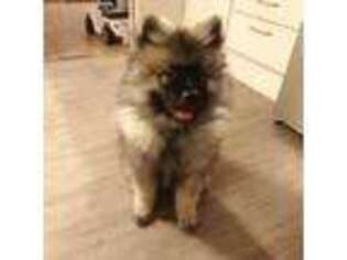 Keeshond Puppy for sale in Paramus, NJ, USA