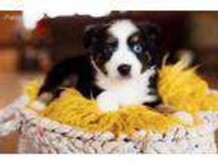 Miniature Australian Shepherd Puppy for sale in Leander, TX, USA