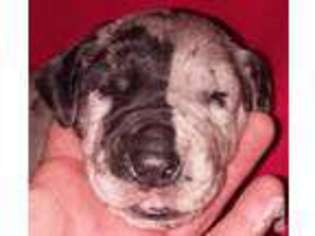 Great Dane Puppy for sale in MONETTA, SC, USA
