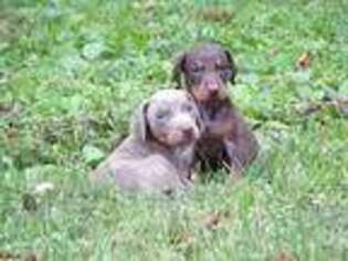 Doberman Pinscher Puppy for sale in Crossville, TN, USA