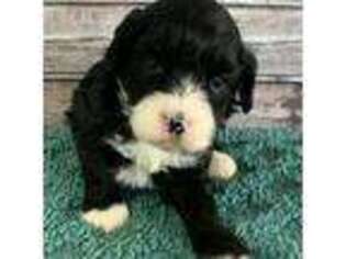 Cavapoo Puppy for sale in Bluffton, IN, USA