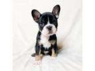 French Bulldog Puppy for sale in Panama City Beach, FL, USA