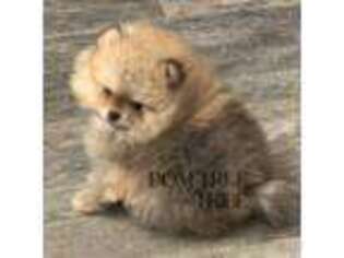 Pomeranian Puppy for sale in Longmont, CO, USA