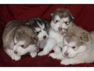 Medium Photo #1 Alaskan Malamute Puppy For Sale in Wasilla, AK, USA