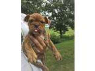 Bulldog Puppy for sale in Crane, MO, USA