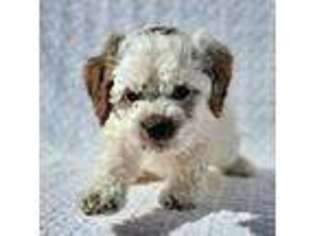 Cavapoo Puppy for sale in Casa Grande, AZ, USA