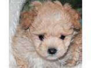 Mutt Puppy for sale in Maple Shade, NJ, USA
