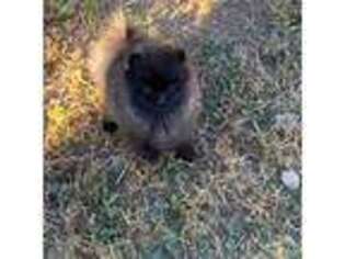 Pomeranian Puppy for sale in Westminster, CO, USA