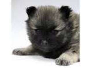 Pomeranian Puppy for sale in Littleton, NH, USA