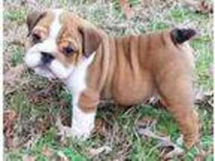 Bulldog Puppy for sale in Gilmer, TX, USA