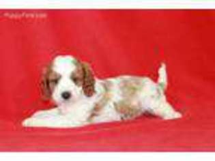 Cavapoo Puppy for sale in Pierce City, MO, USA