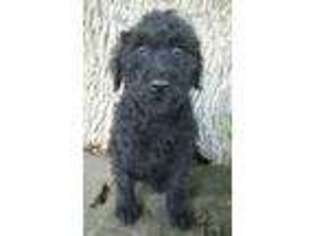 Schnoodle (Standard) Puppy for sale in Only, TN, USA
