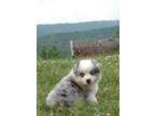 Miniature Australian Shepherd Puppy for sale in Mountainburg, AR, USA
